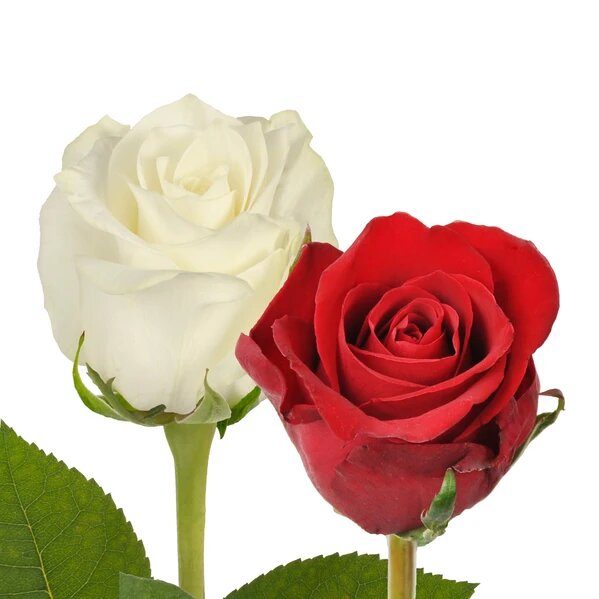 beautiful red and white roses