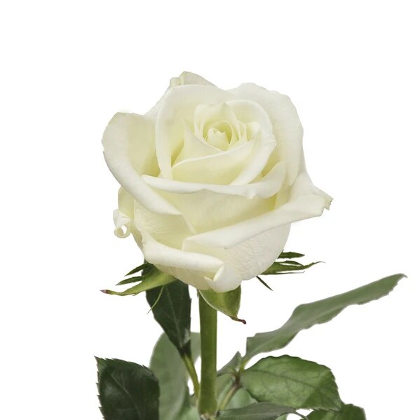 Buy White Roses at affordable Price Online | yourroseguy