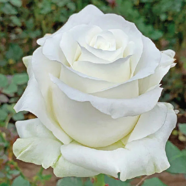 Akito Roses