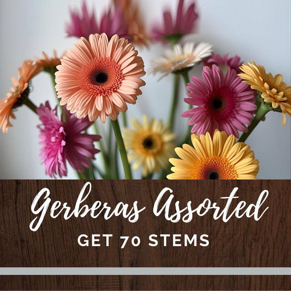 Gerberas-Assorted-70-stems