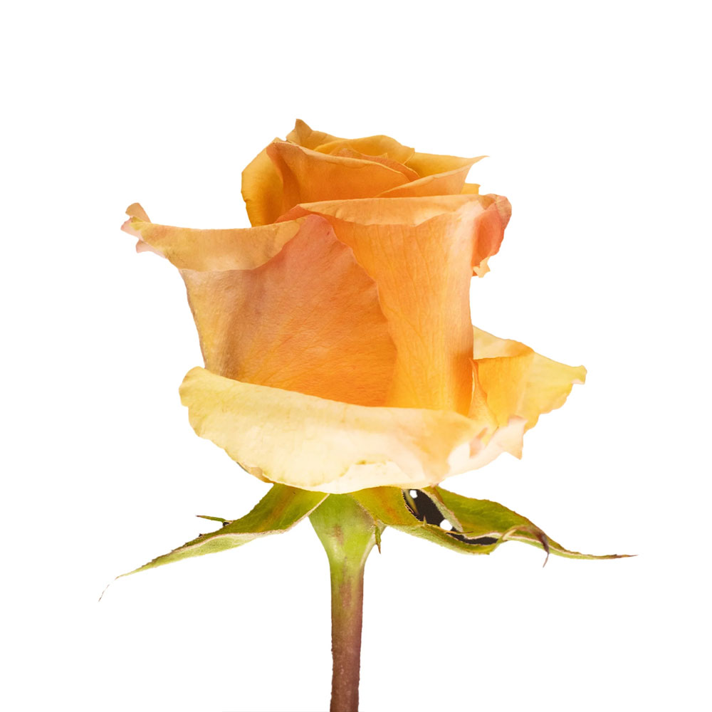 Alquimia Roses