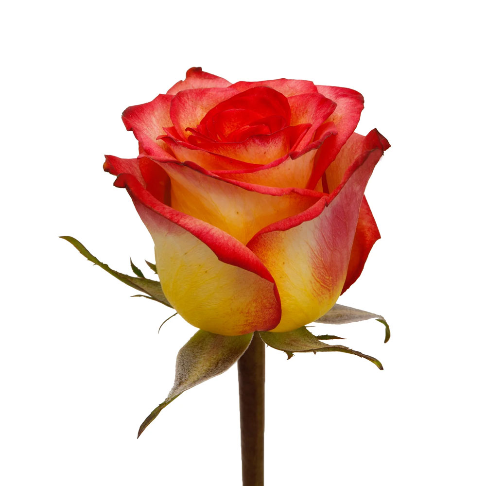 Assorted Novelty Roses