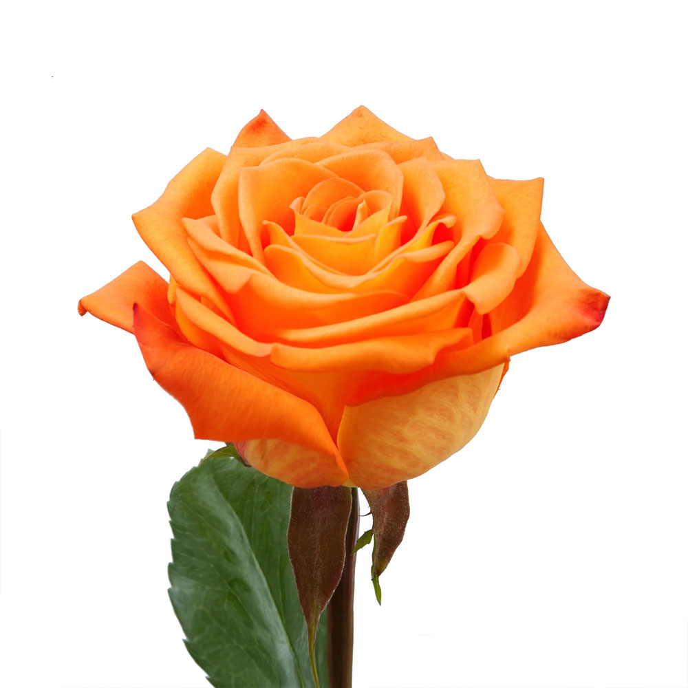 Careless Whisper Roses