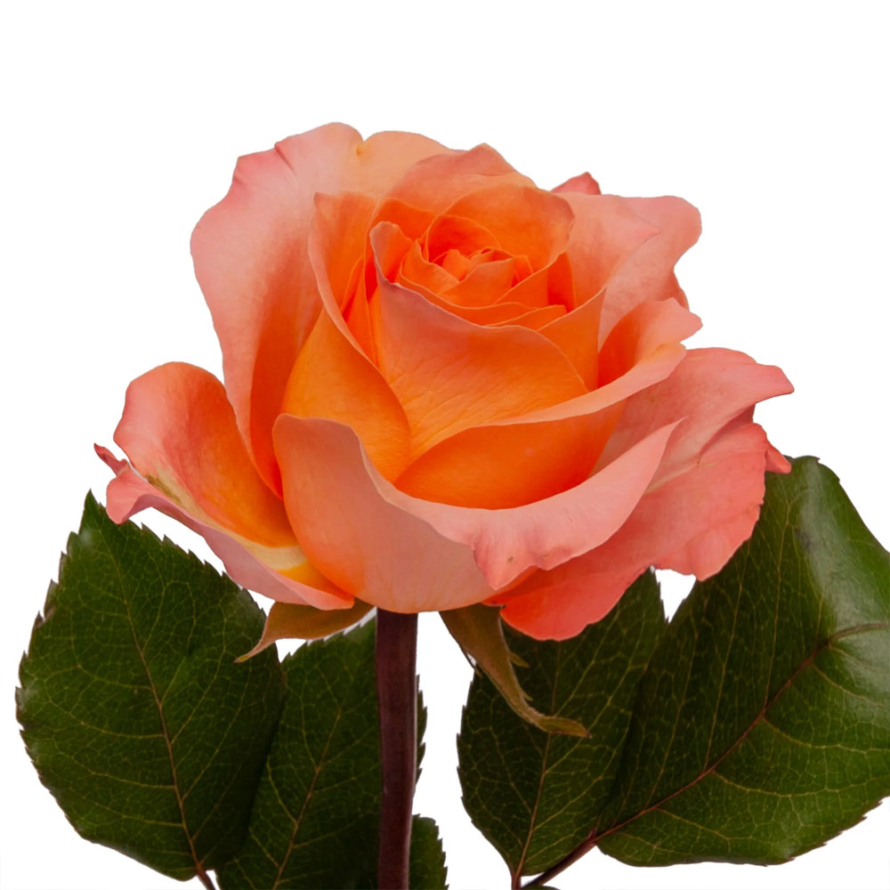 Coral Reef Roses