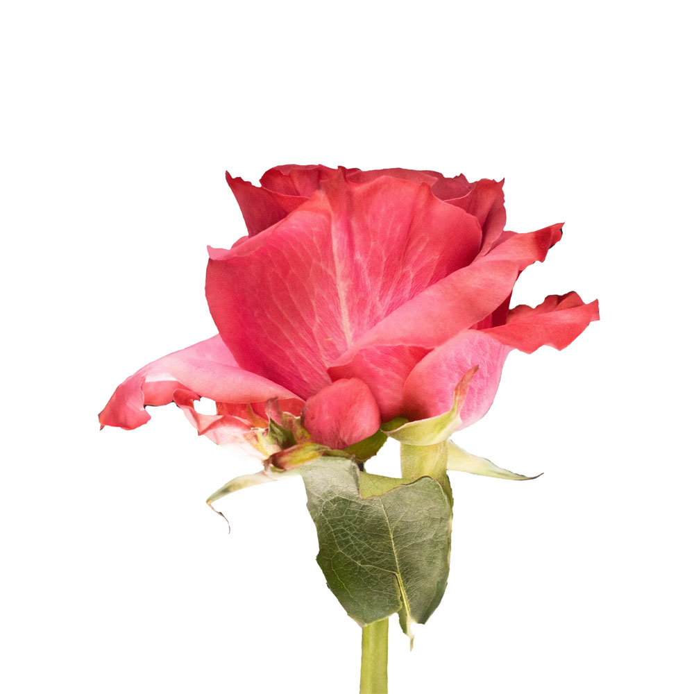 Country Blues Roses