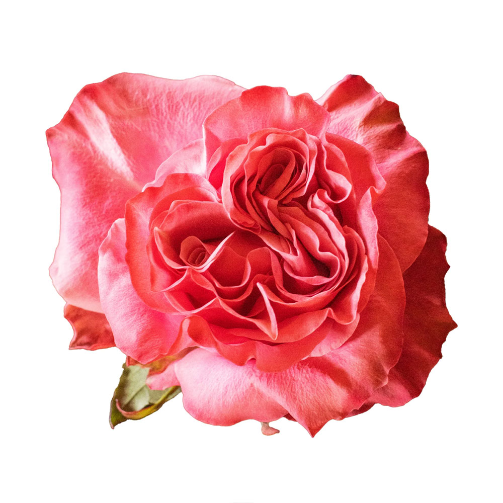 Country Blues Roses
