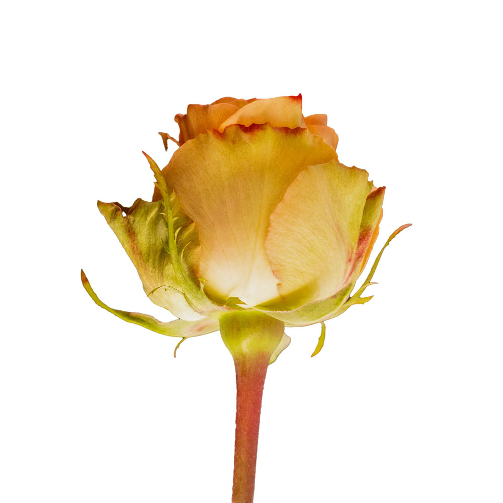 Country Home Roses
