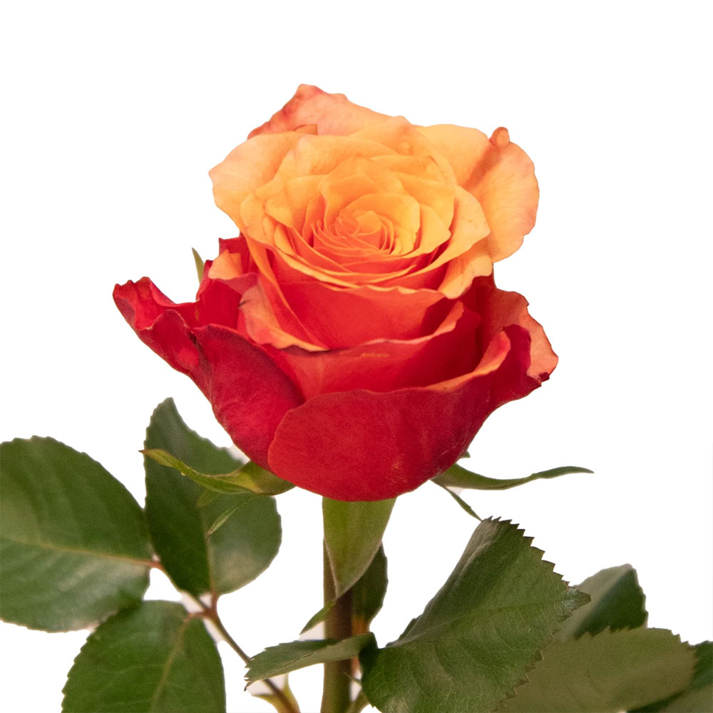 España Roses