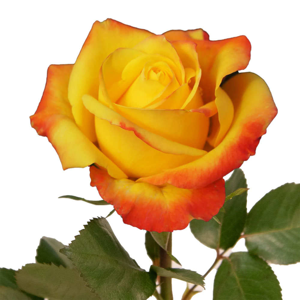Intense Roses