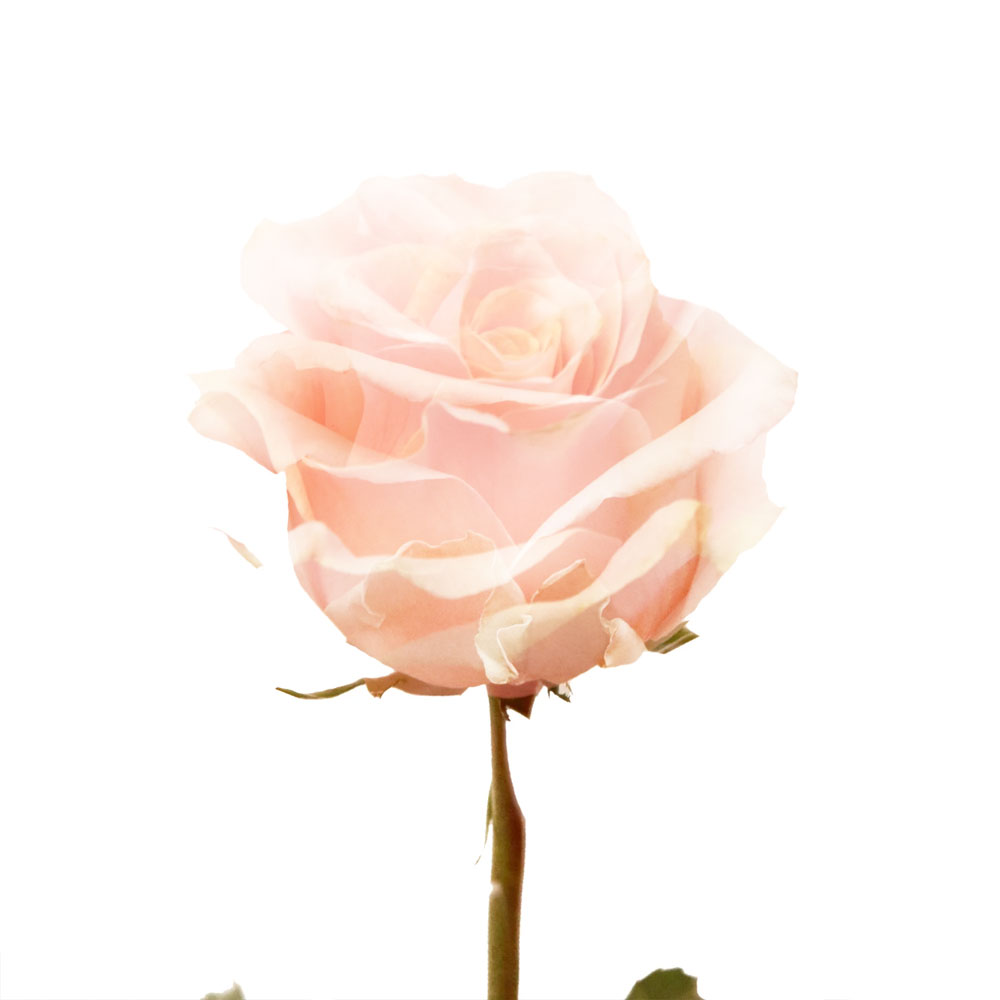 Lorraine Roses