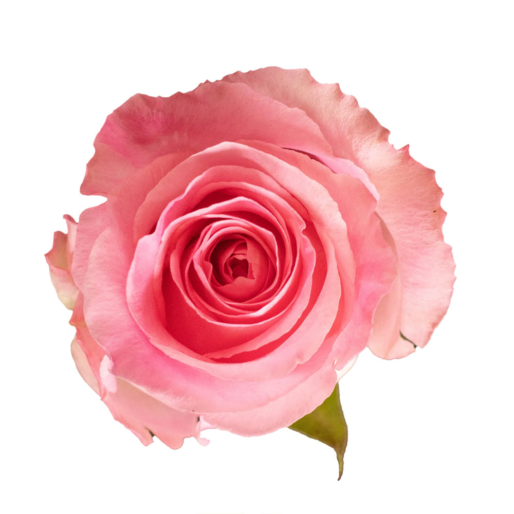Mandala Roses