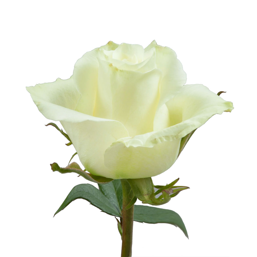Mojito Roses