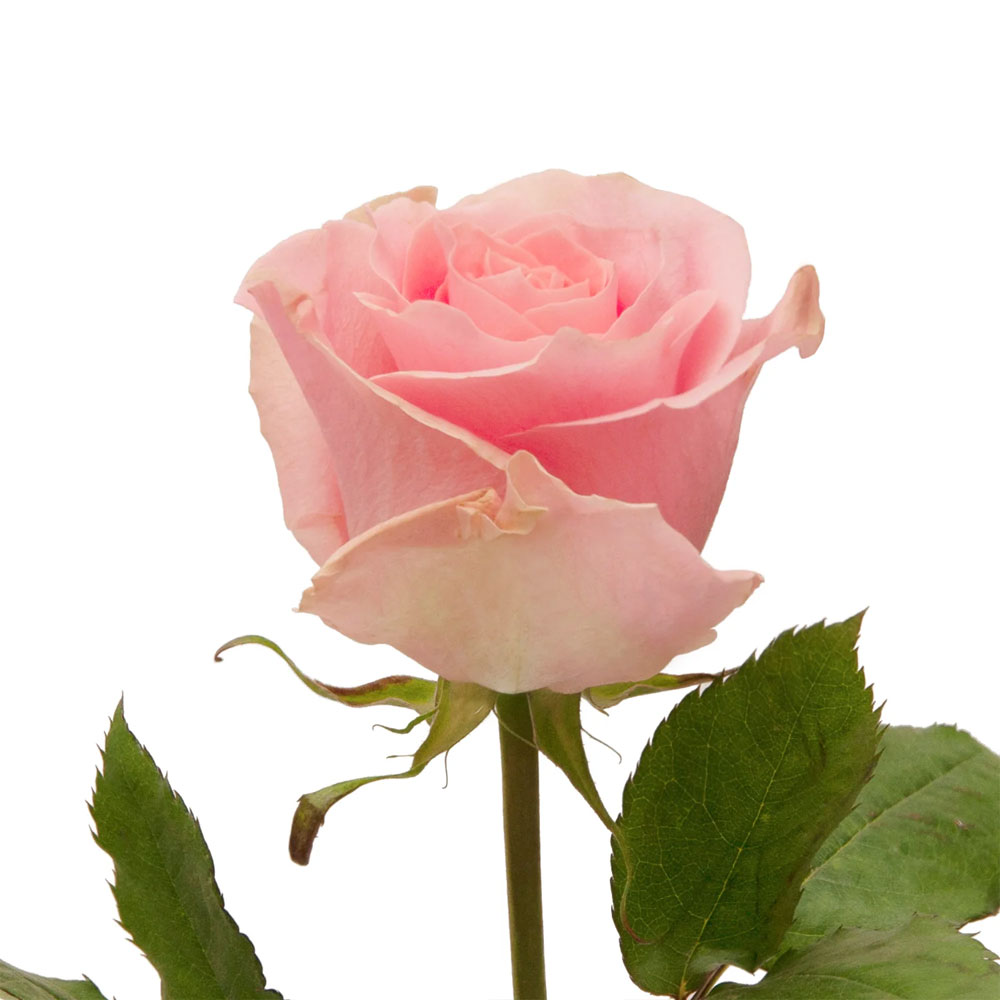 Nirvana Roses