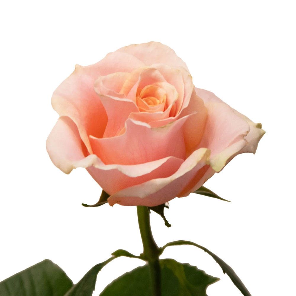 Phoenix Roses
