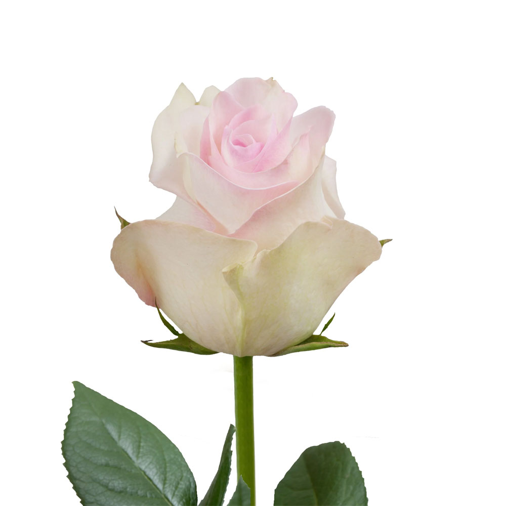 Ragazza Roses