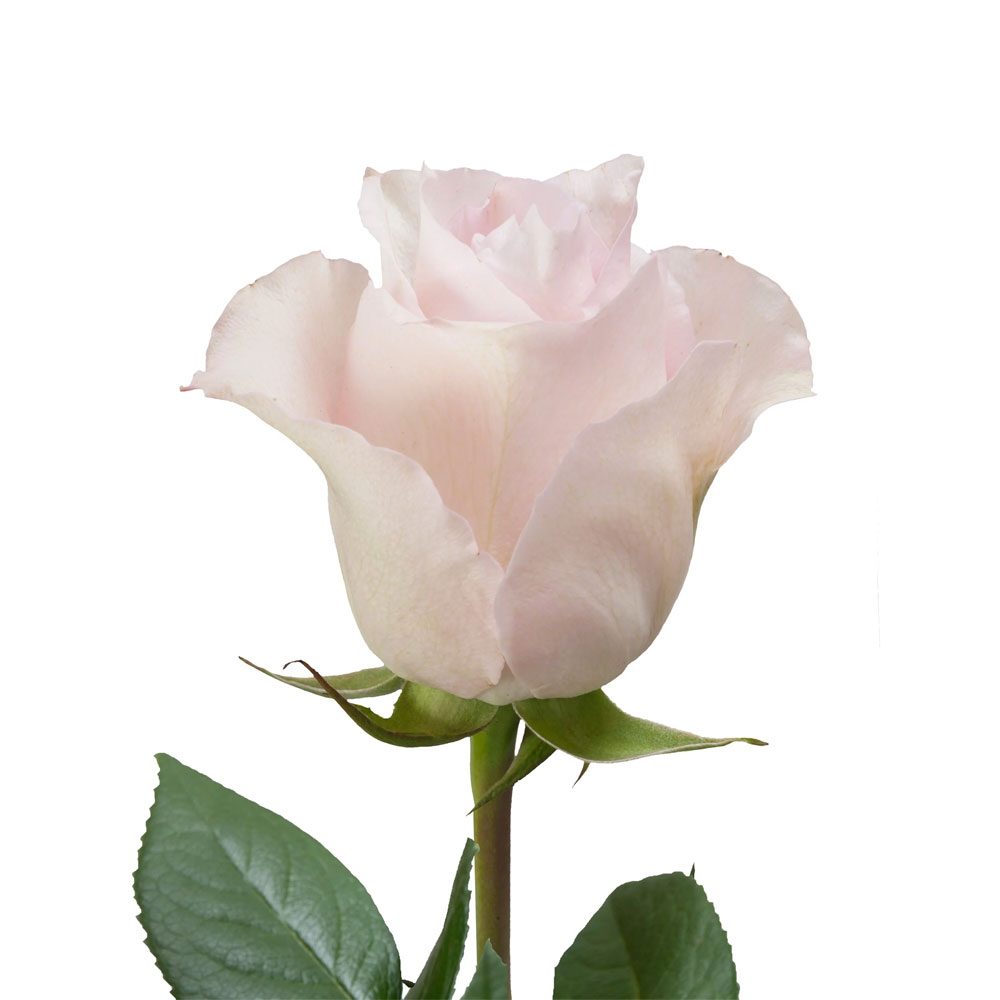 Remembrance Roses